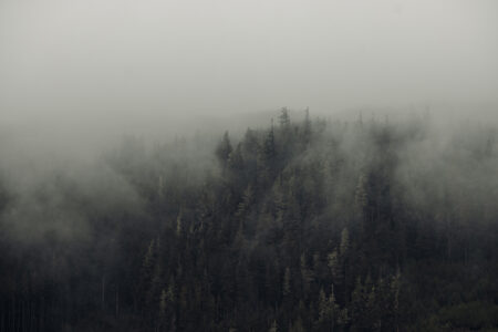 Fog over a forest, for an editor's note on The Narwhal's Pacific Wild investigation