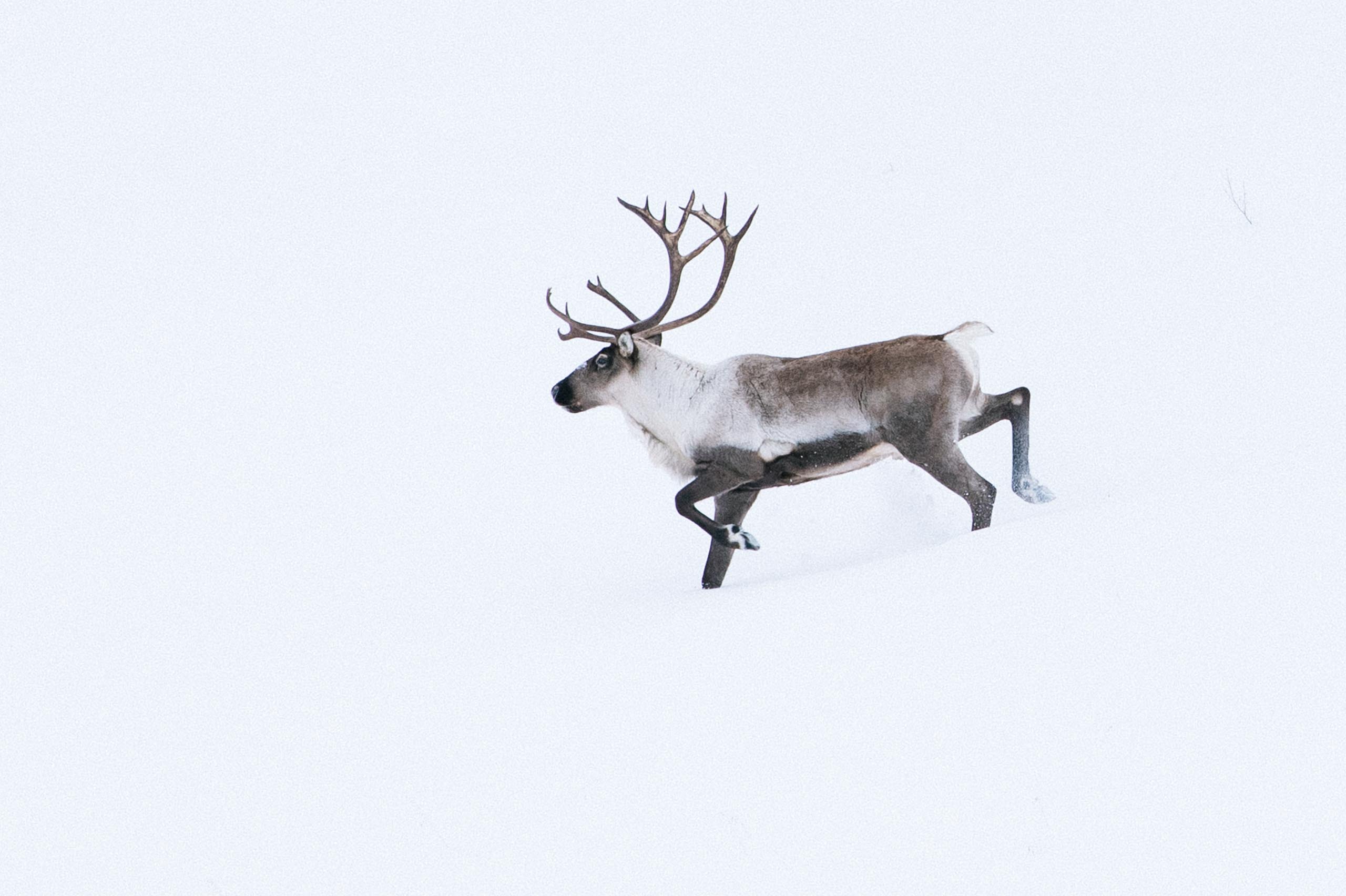 A lone northern mountain caribou is seen walking in snow