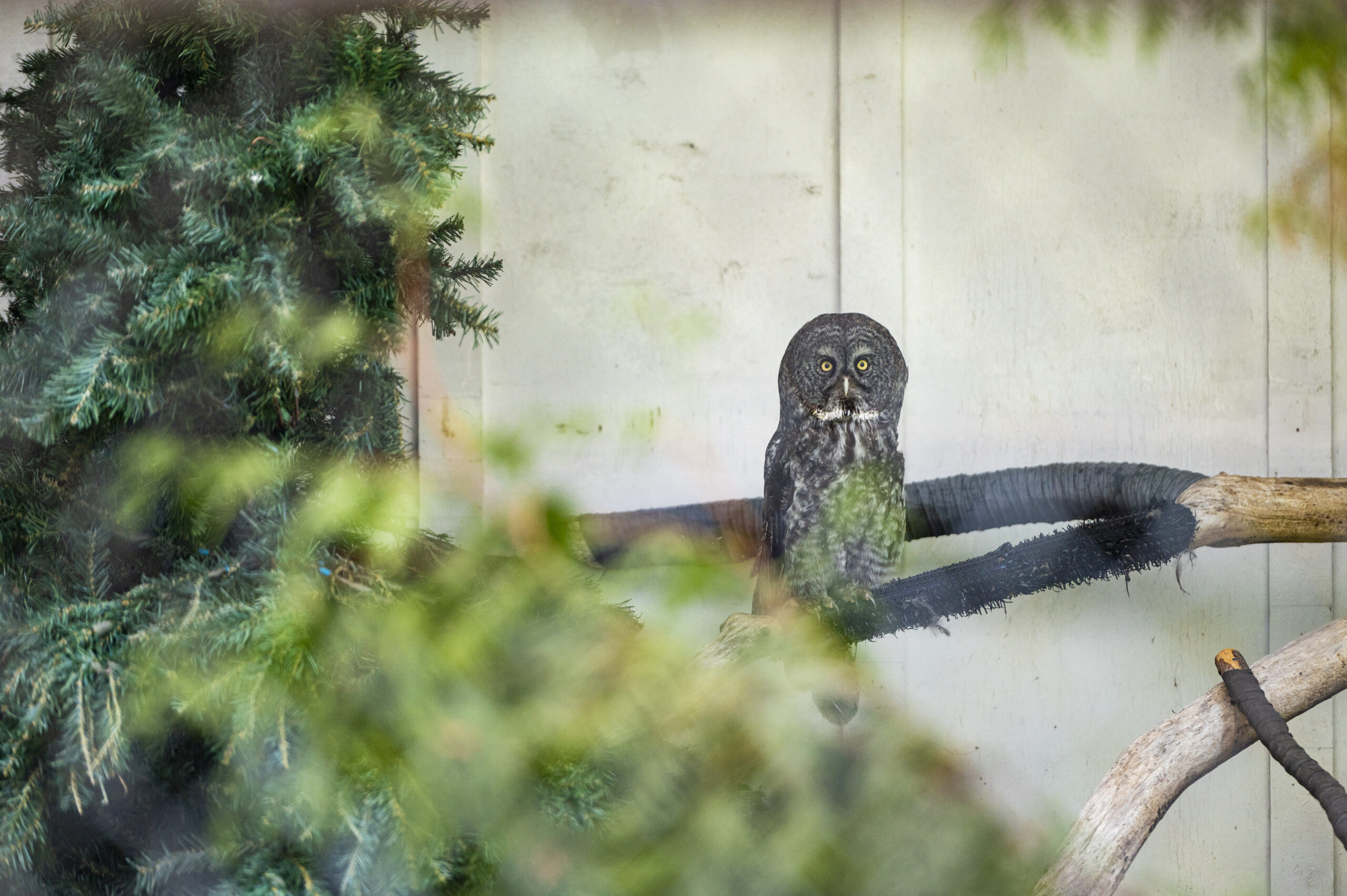 A great gray owl, perched on a branch at the Orphaned Wildlife Rehabilitation Society