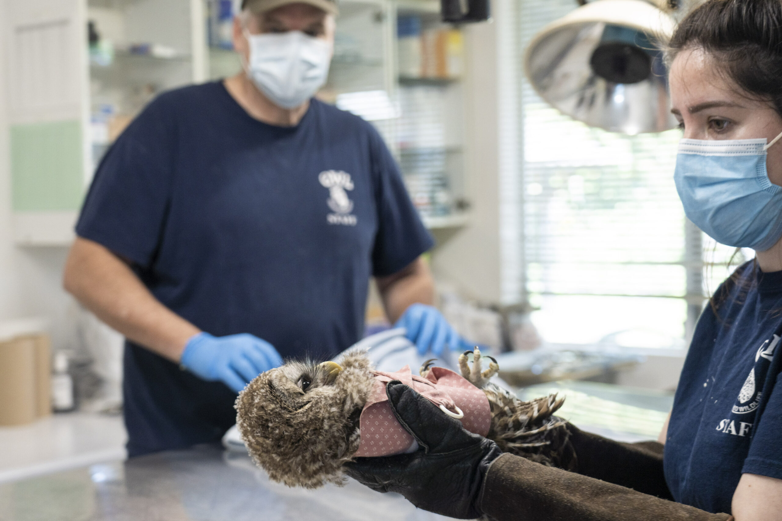 A staff member at the Orphaned Wildlife Rehabilitation Society carries a juvenile barred owl that's wrapped in a piece of pink material, another staff member is seen in the background in a vet clinic. Both staff are wearing medical masks.