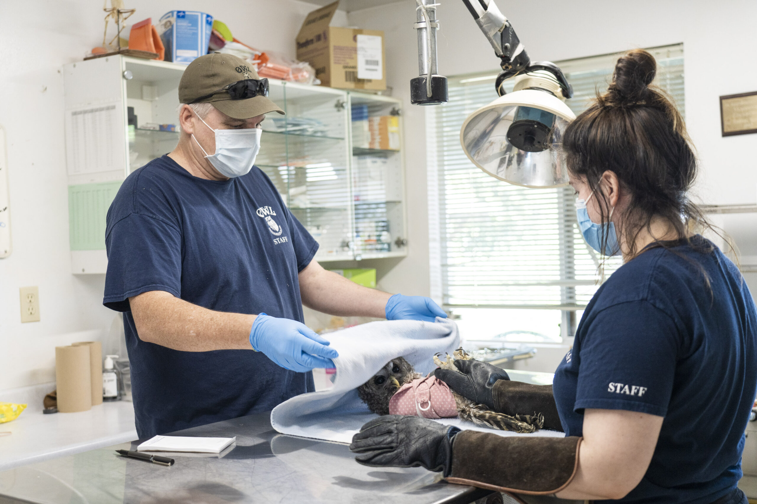 Two staff at the Orphaned Wildlife Rehabilitation Society perform a check up on a juvenile barred owl in their clinic. Rob Hope the general manager is gently covering the owls head in preparation for the check up.