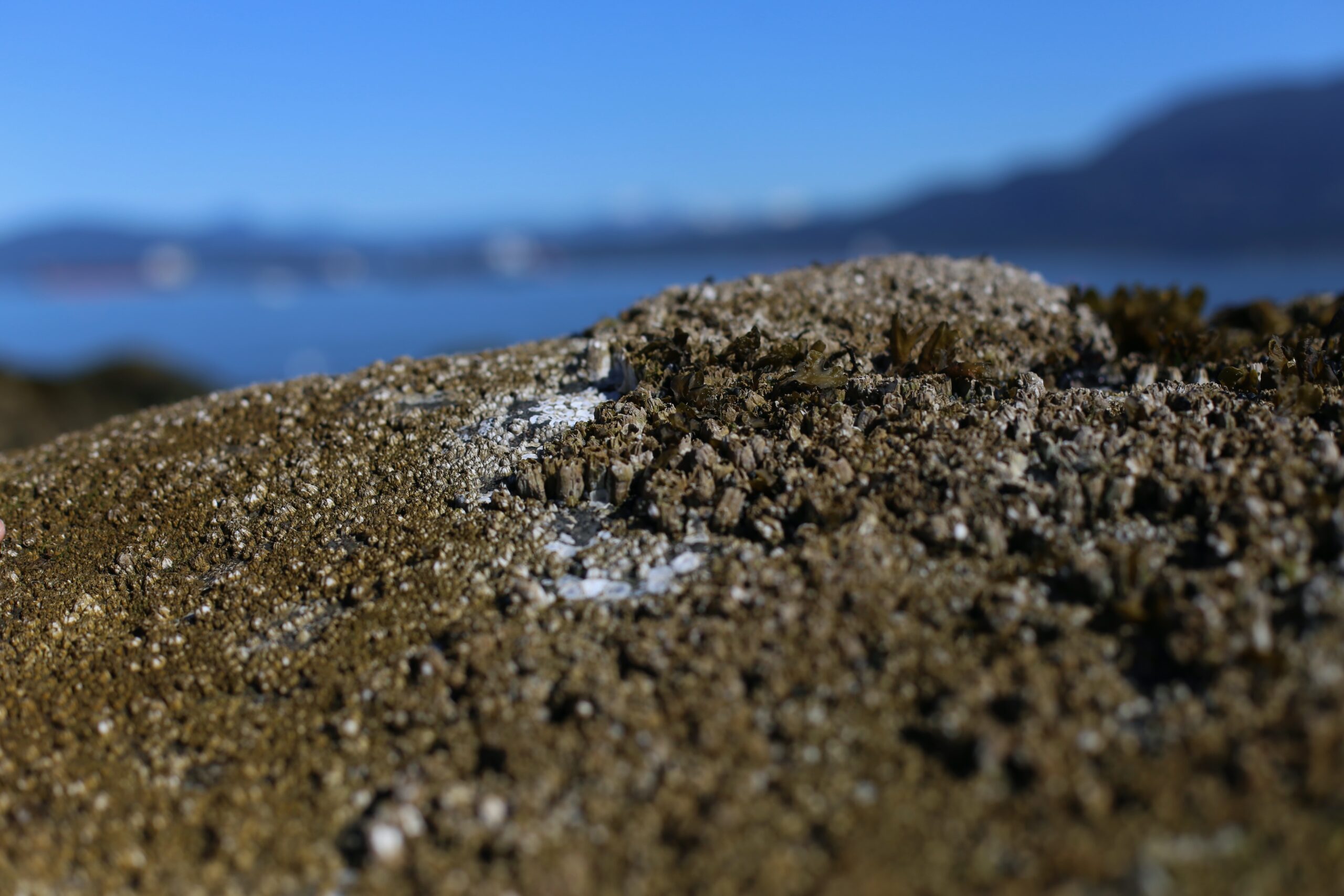 Barnacles are seen on a boulder at Kitsilano Beach.