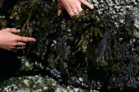 Close up photo of hands lifting seaweed from a boulder at Kitsilano Beach to see what sea creatures are living beneath it.