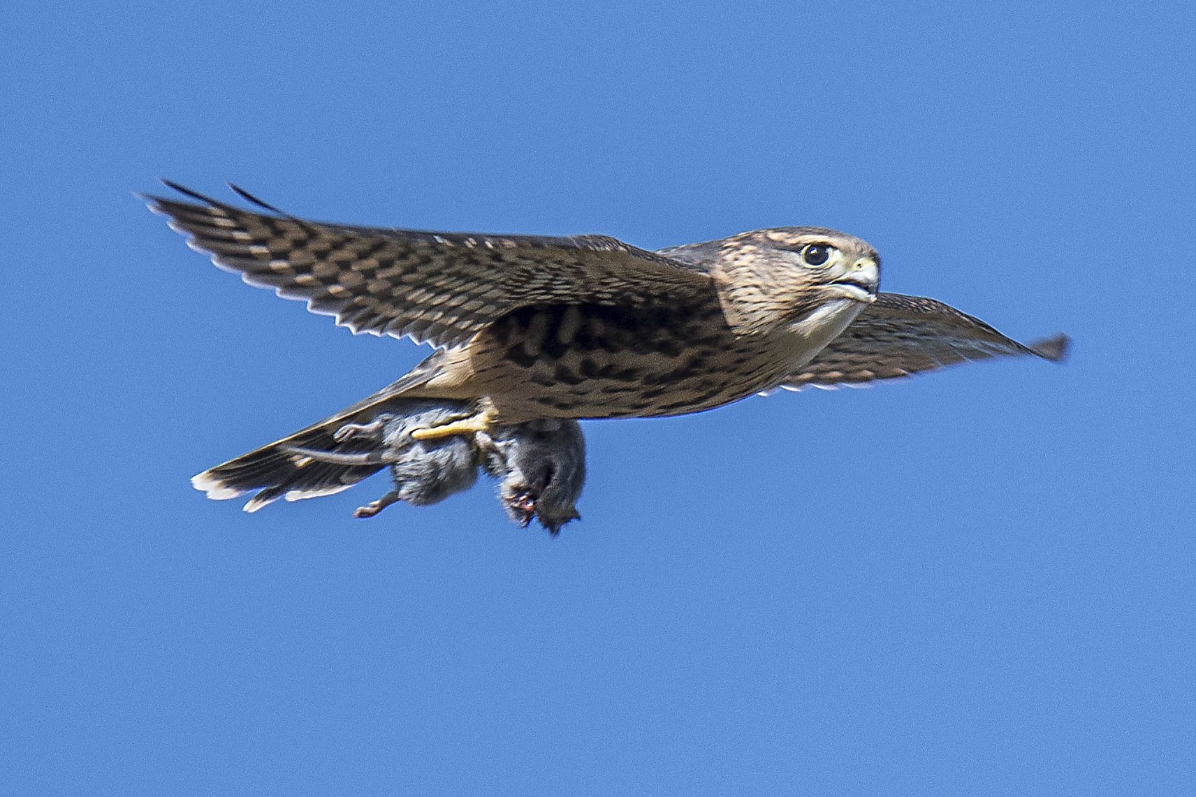 a merlin in flight against a blue sky carrying a rodent in its claws