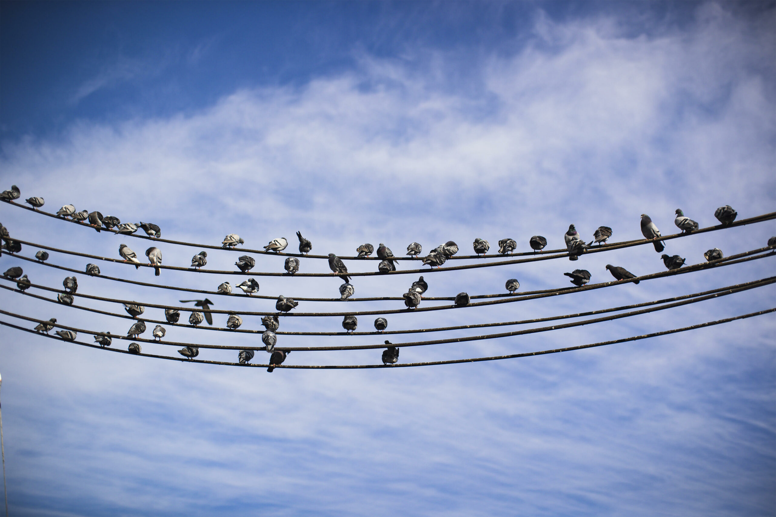 Birds on a power line in Mississauga, Ontario
