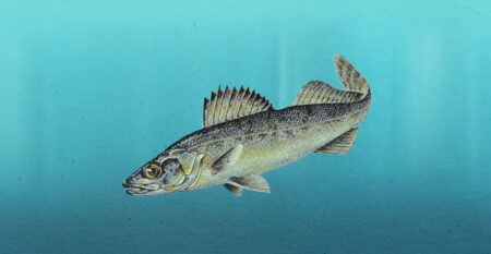 An illustration of a blue pike