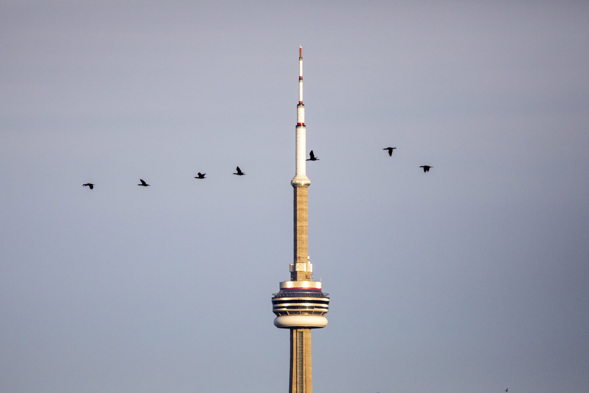 Birds flying past CN tower as seen from Tommy Thompson Park