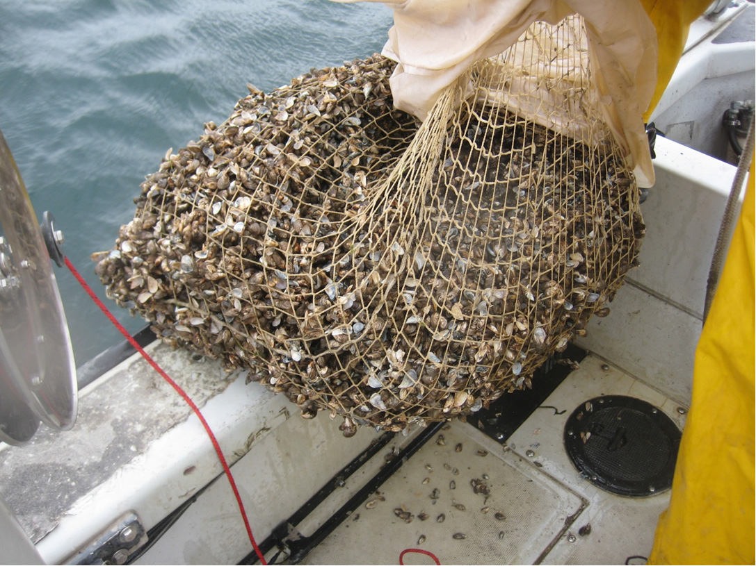 Quagga mussels collected with an epibenthic dredge in the St. Lawrence River near Cape Vincent, NY.