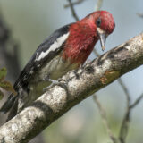 A red-breasted sapsucker on a tree branch, its beak is pointed down, poised to drill into a tree to create a sap hole.