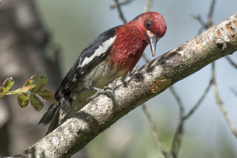 A red-breasted sapsucker on a tree branch, its beak is pointed down, poised to drill into a tree to create a sap hole.