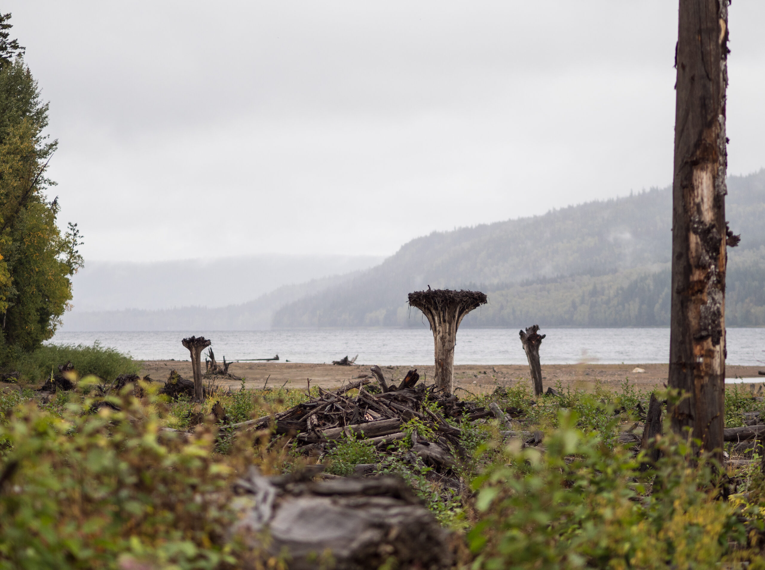 Upturned trees, placed in the ground in an effort to provide perches for birds of prey as part of remediation work at the mouth of Hazeltine Creek after the Mount Polley mine spill.