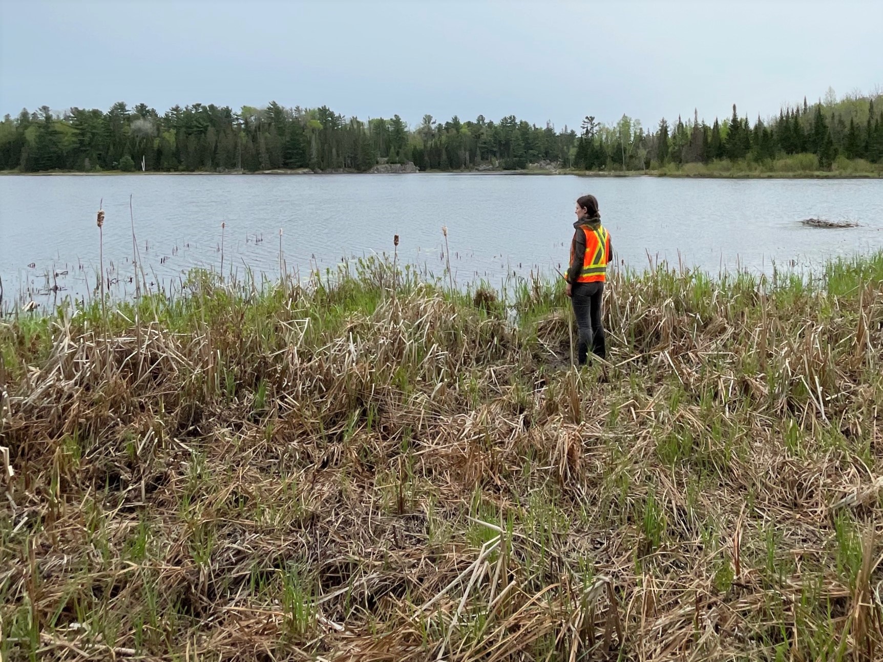 A woman in an orange vest stands in reeds at the edge of a pond in an Ontario wetland, in profile