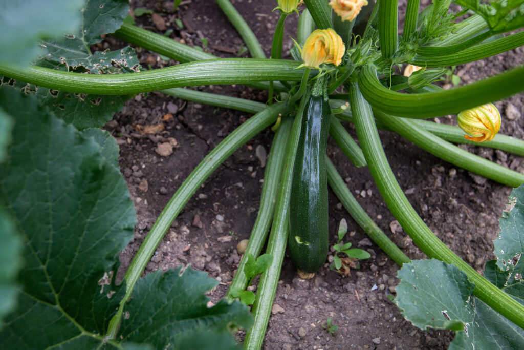 Munawar Ahmed in his backyard food garden in Brampton, Ont. Photo: Ramona Leitao / The Narwhal