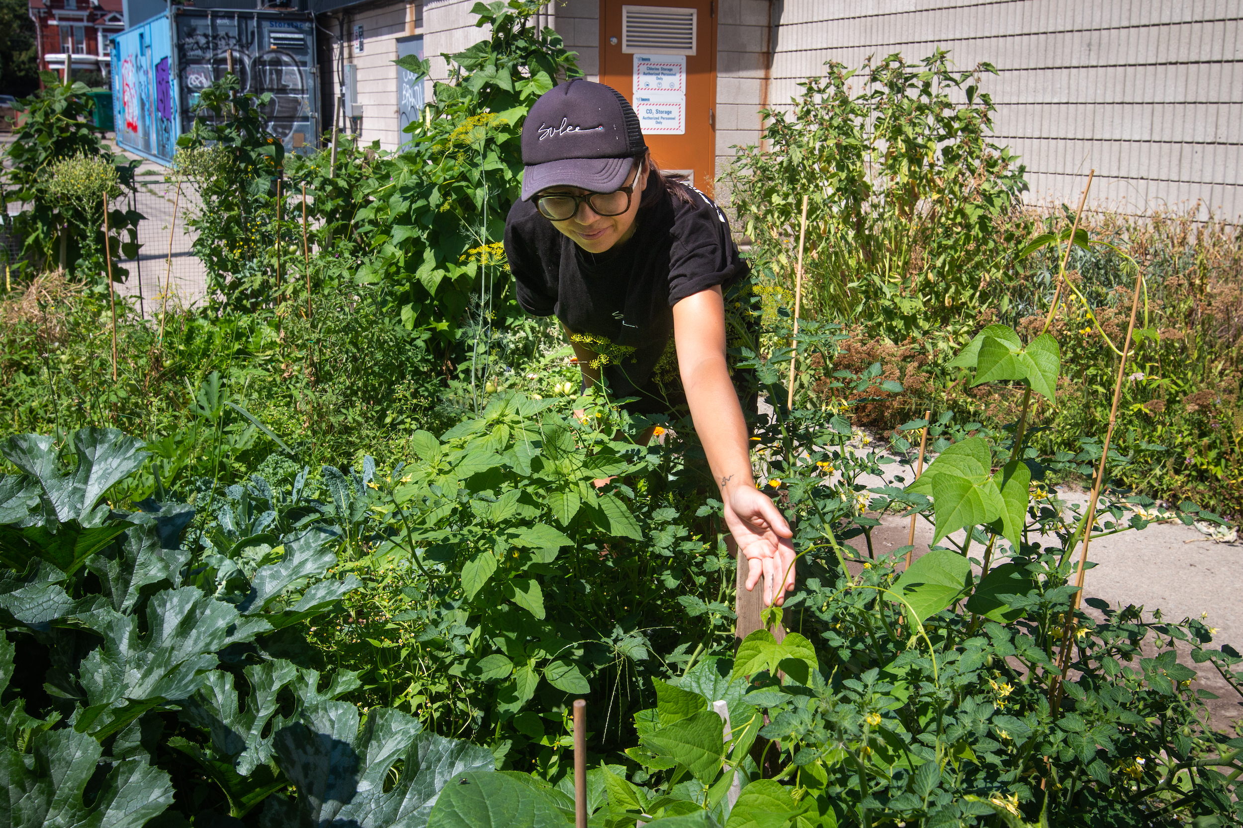Chef Su Jin Lee at her plot at the Scadding Court Community Centre garden in Toronto. Photo: Ramona Leitao / The Narwhal