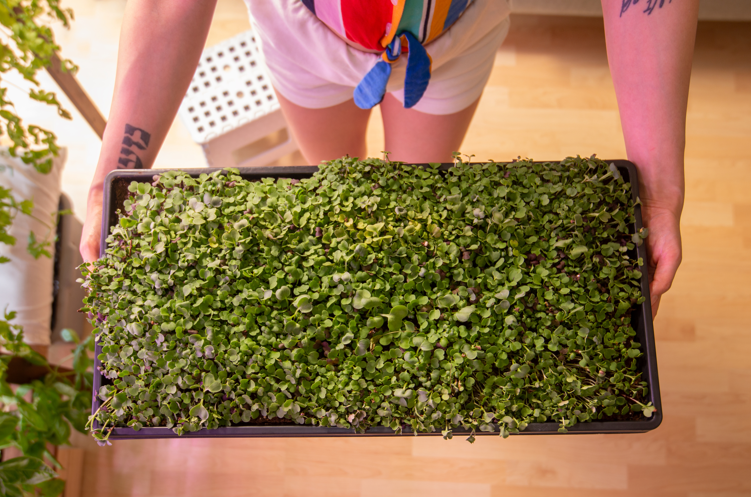 Mel Bronwyn holding a tray of microgreens from her condo garden.