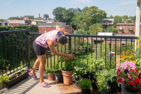 Sam Pramanik's balcony food garden in Toronto. Photo: Ramona Leitao / The Narwhal
