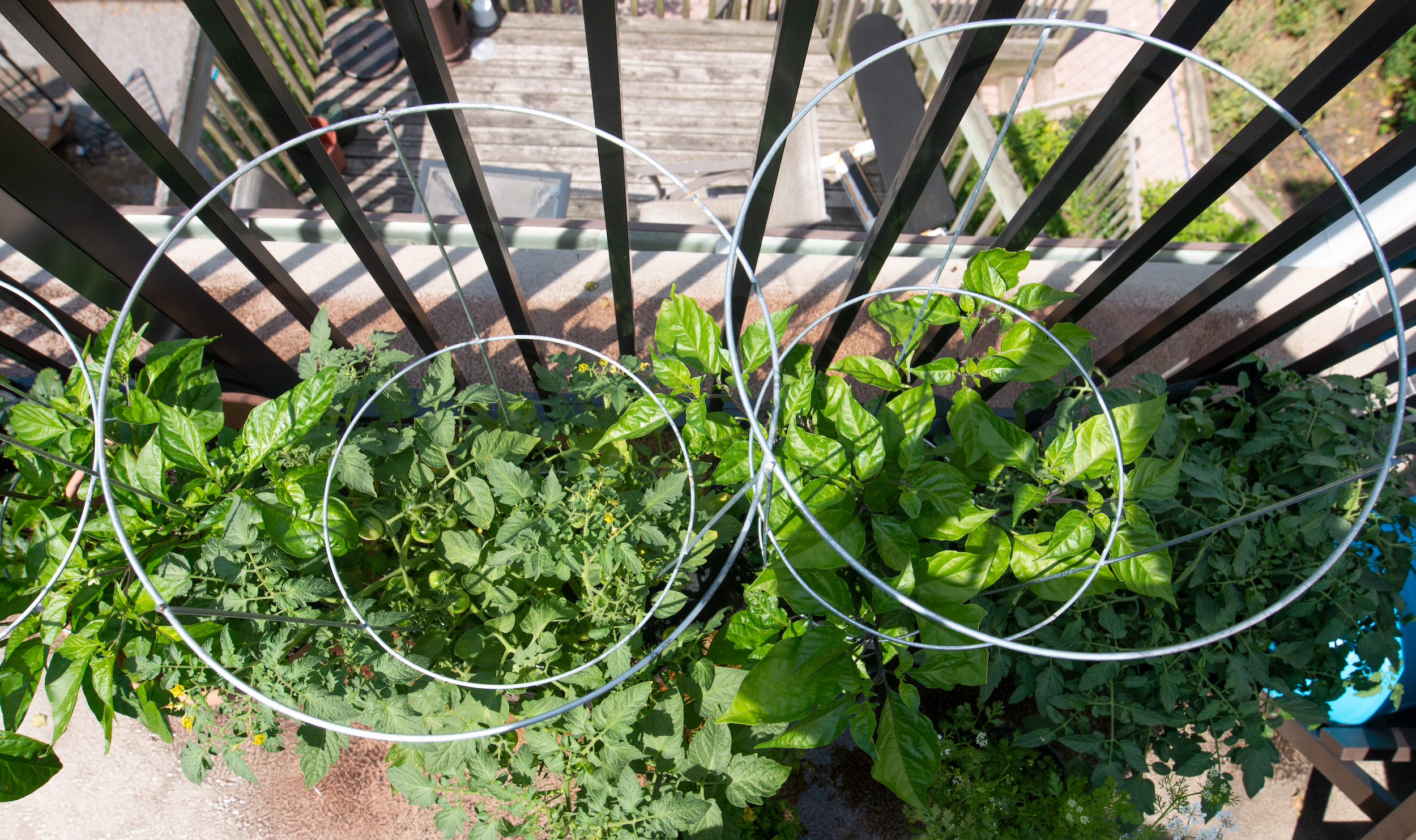 Sam Pramanik's balcony food garden in Toronto. Photo: Ramona Leitao / The Narwhal