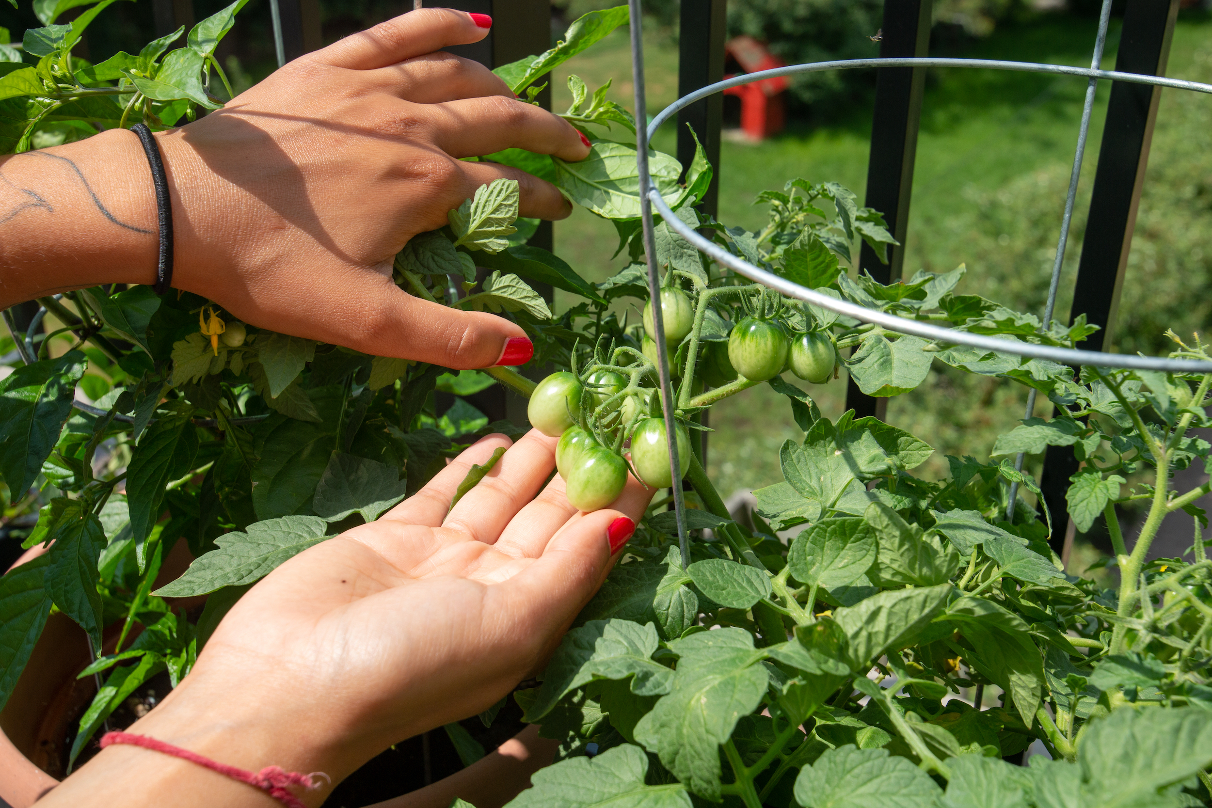 Sam Pramanik's balcony food garden in Toronto. Photo: Ramona Leitao / The Narwhal