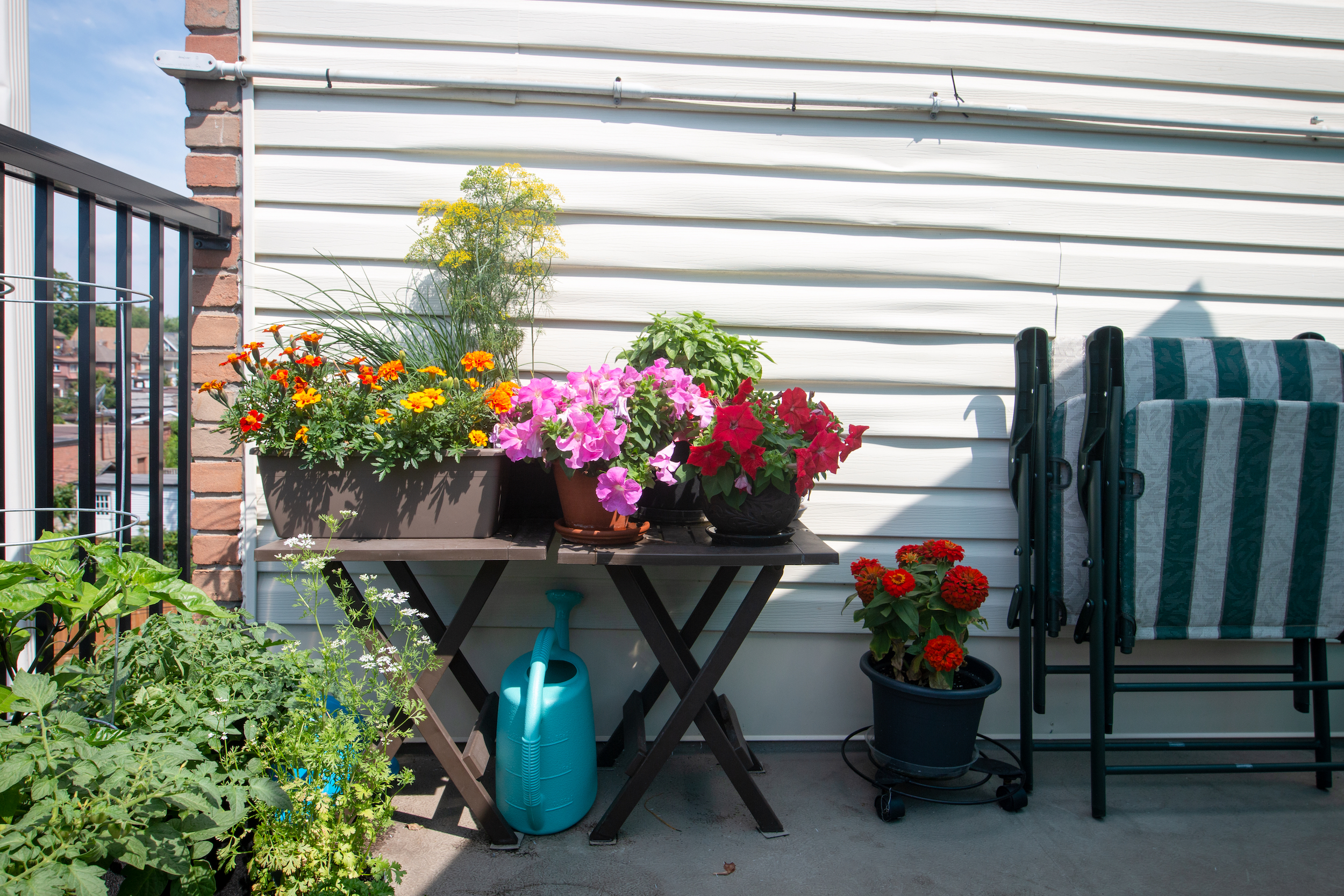 Sam Pramanik's balcony food garden in Toronto. Photo: Ramona Leitao / The Narwhal