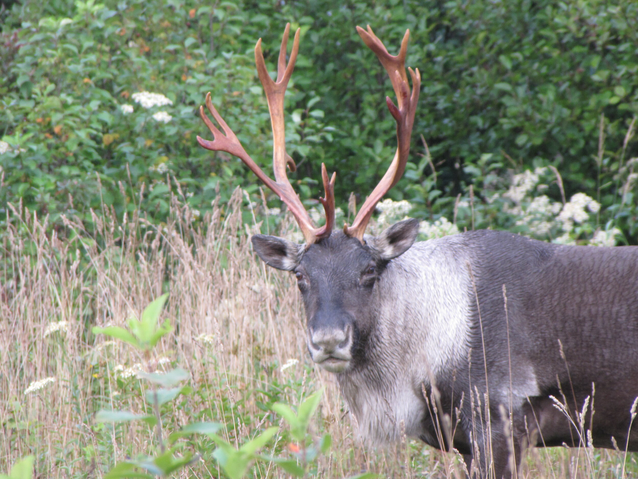 A caribou with large antlers stands in tall grass