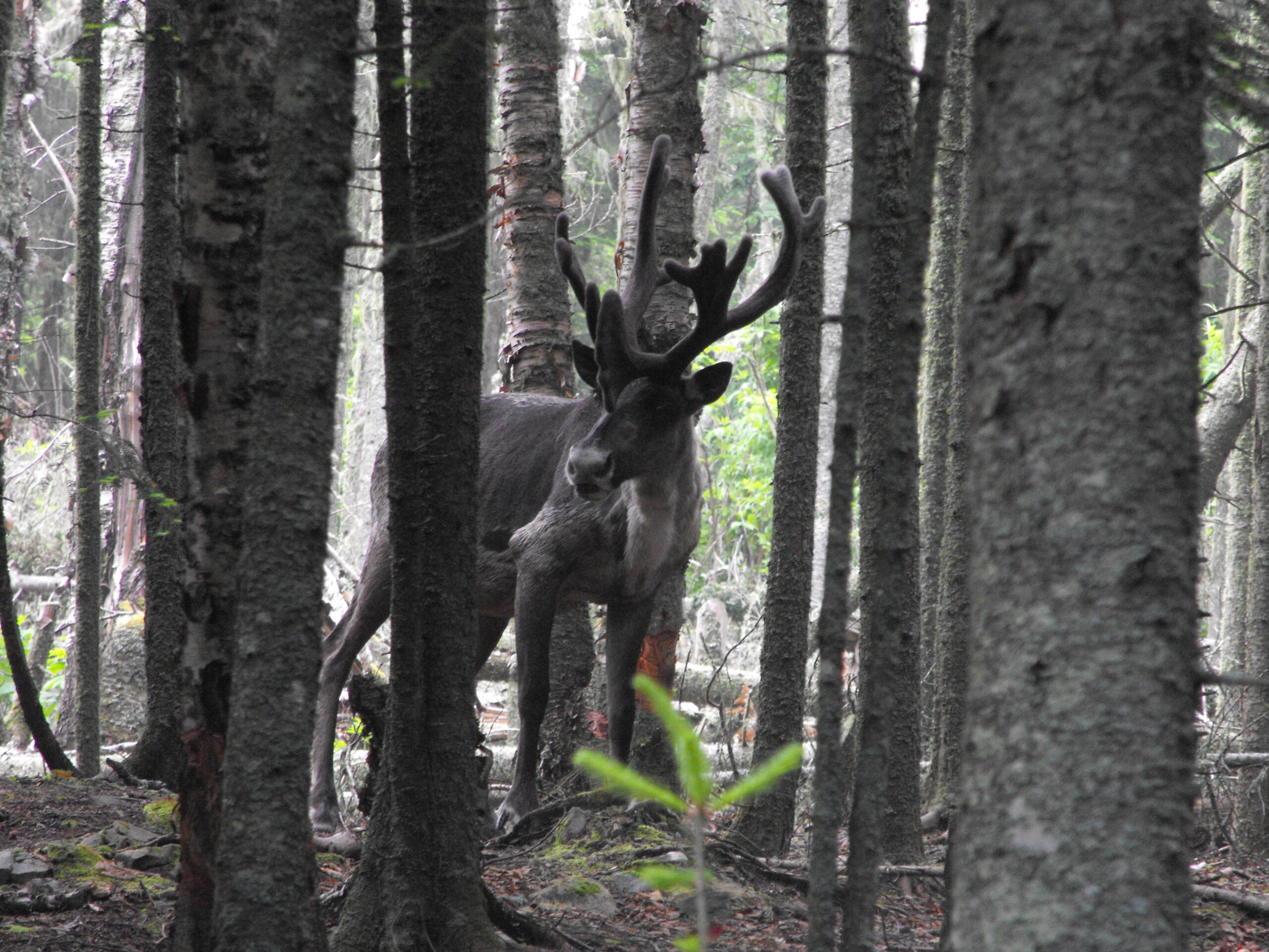 A caribou with antlers looks to the left, surrounded by gray tree trunks, on Lake Superior's Slate Islands.
