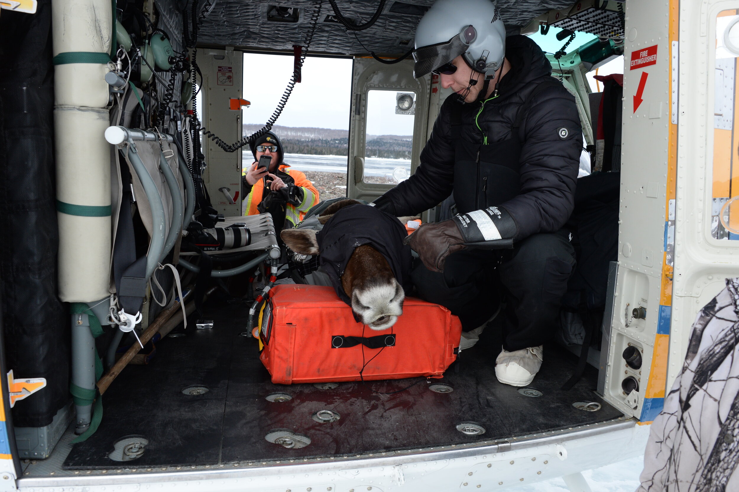 A person rubs a blindfolded caribou inside a helicopter
