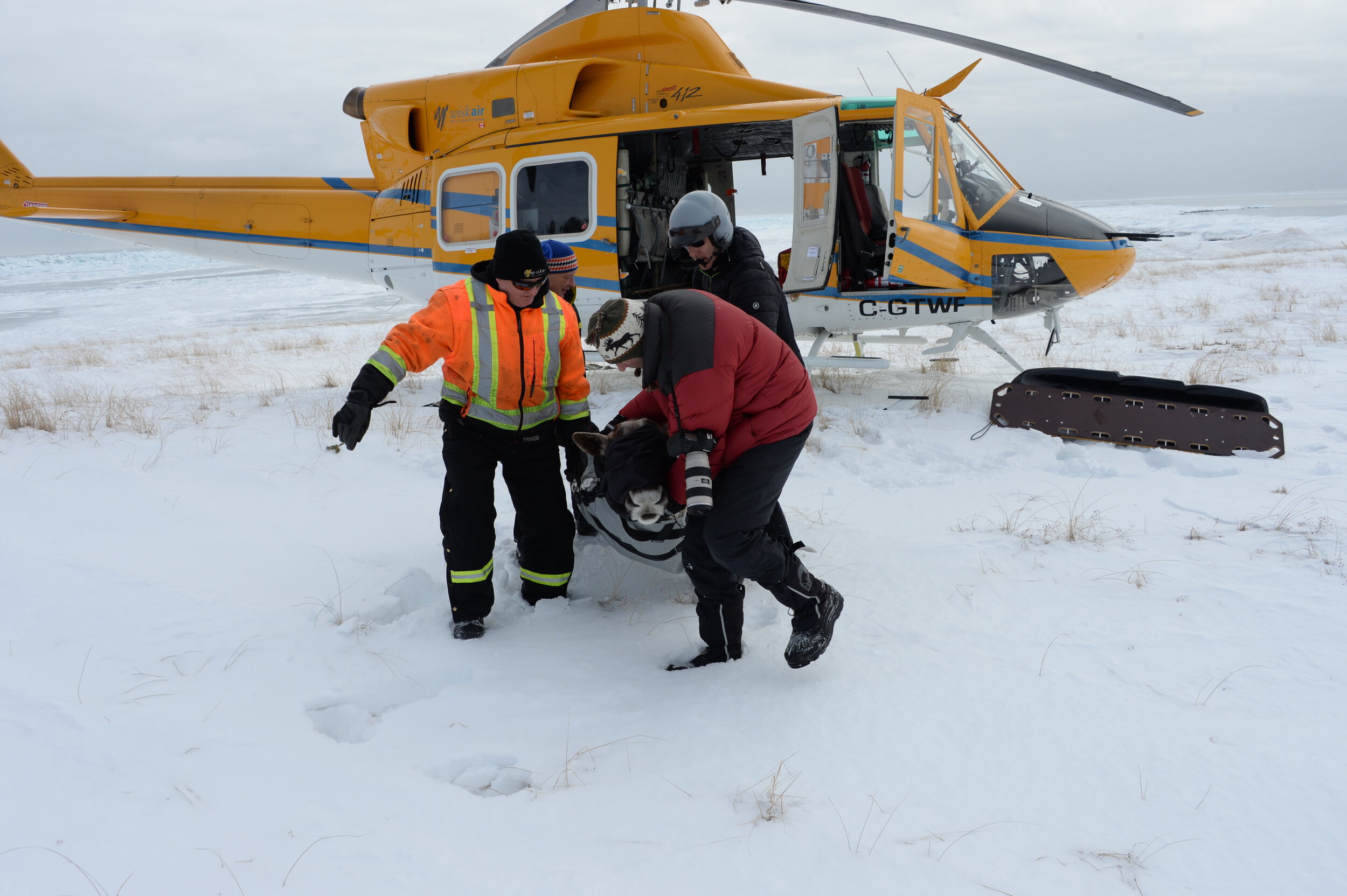 Three men in winter clothes carry a bound caribou out of a helicopter onto snow