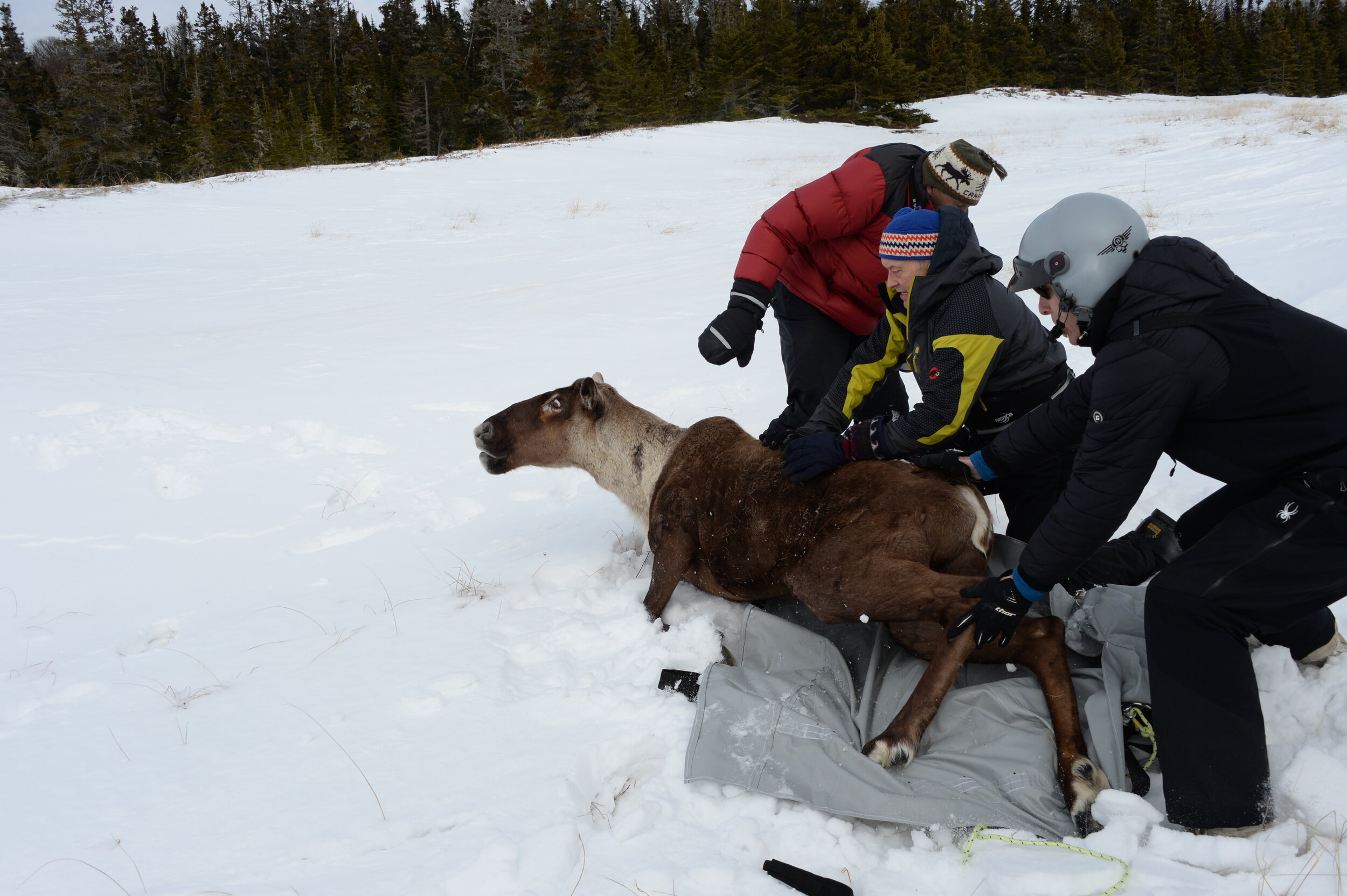 A caribou is released into the snow by three men