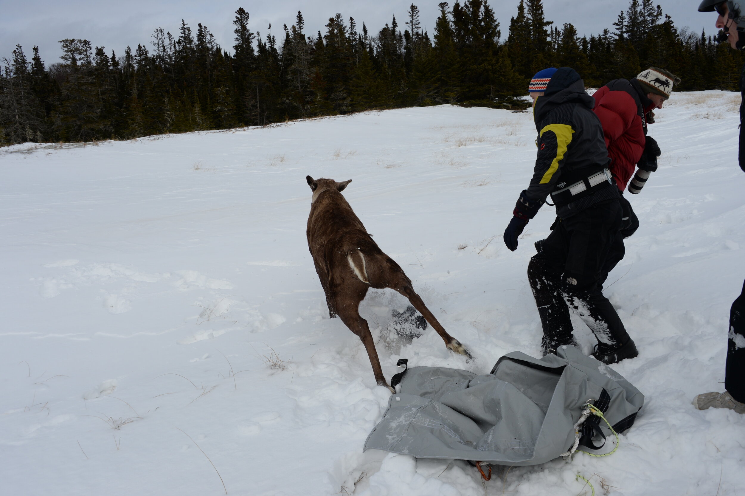 A caribou in the snow runs away from three men after being released