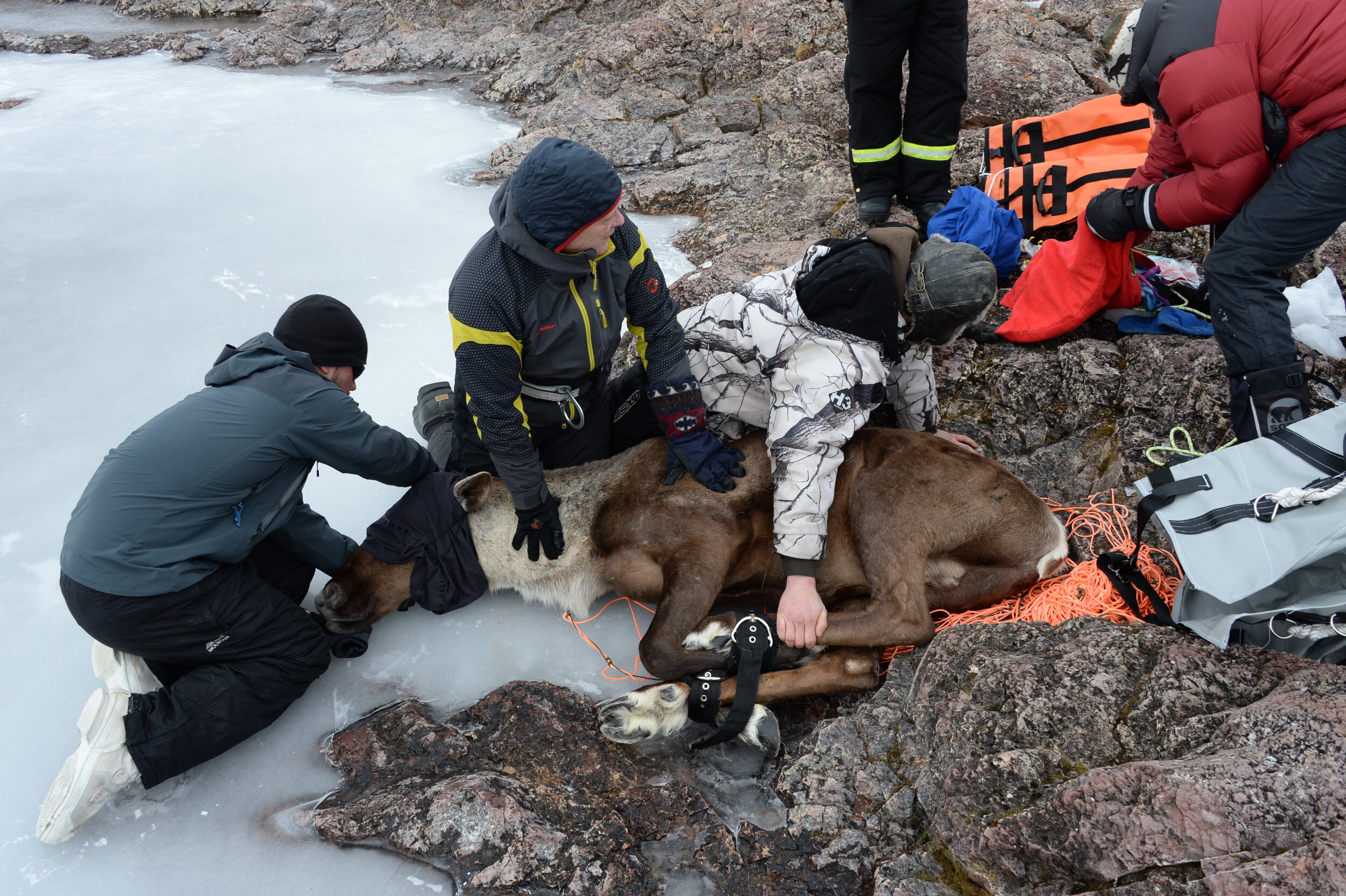 A caribou captured by people, with its legs bound and its eyes covered, lies calmly on ice and rock as people hold it down