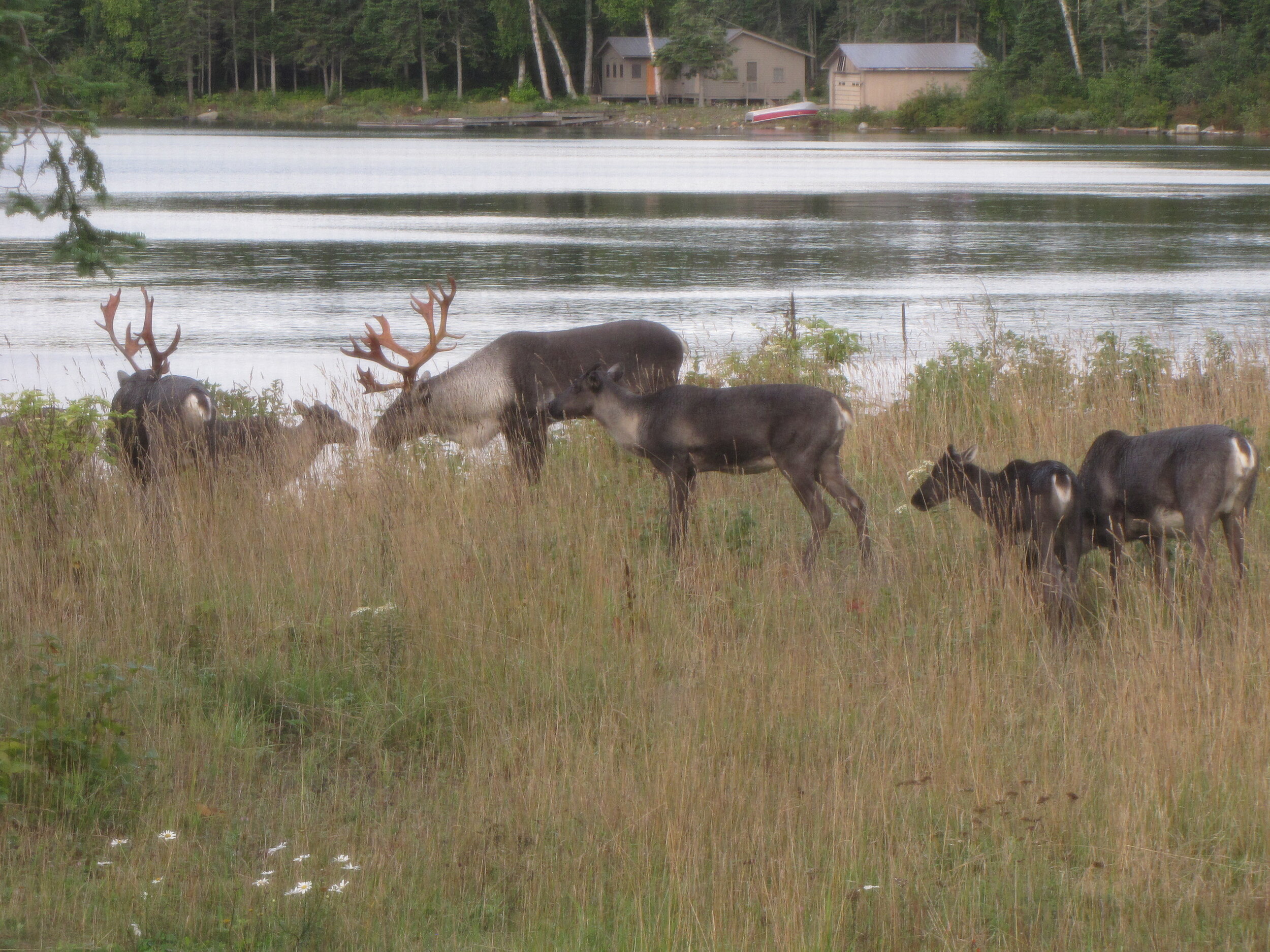 Six caribou near the edge of water with a house visible in the background