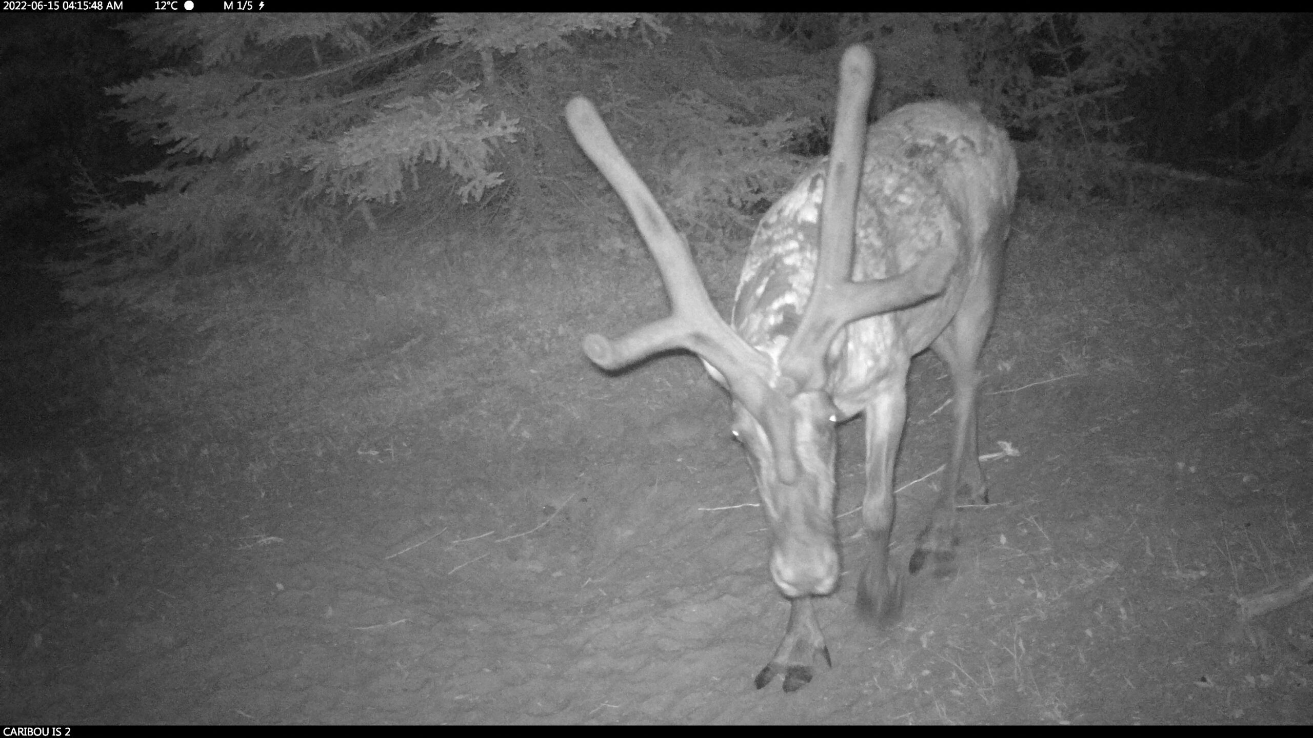 A caribou, shown in night vision on a beach with a tree behind it, walks towards the camera