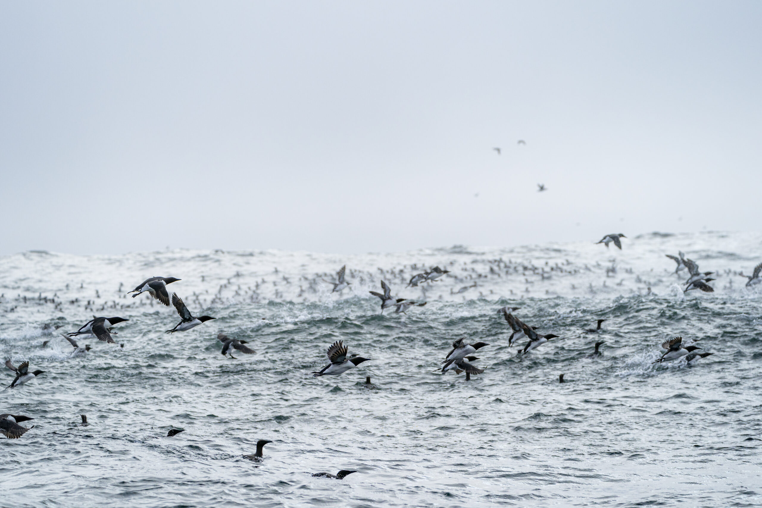 a group of common murres flutter over a roiling sea near the Scott Islands, off the northwest coast of Vancouver Island