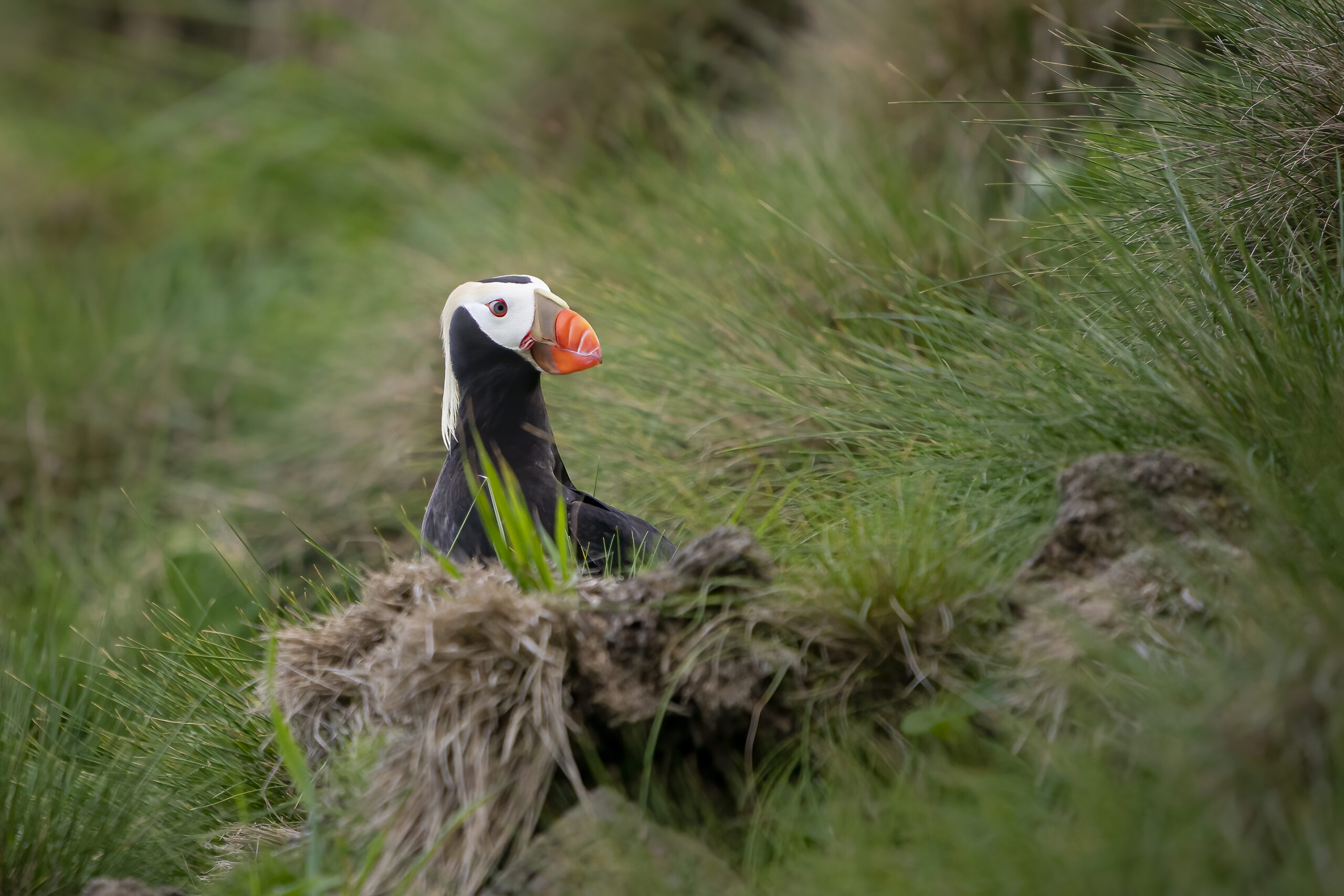 a tufted puffin, with an orange beak, white markings around its eyes, and feathers that extend down the back of its head like golden hair, sits among grasses on one of the Scott Islands