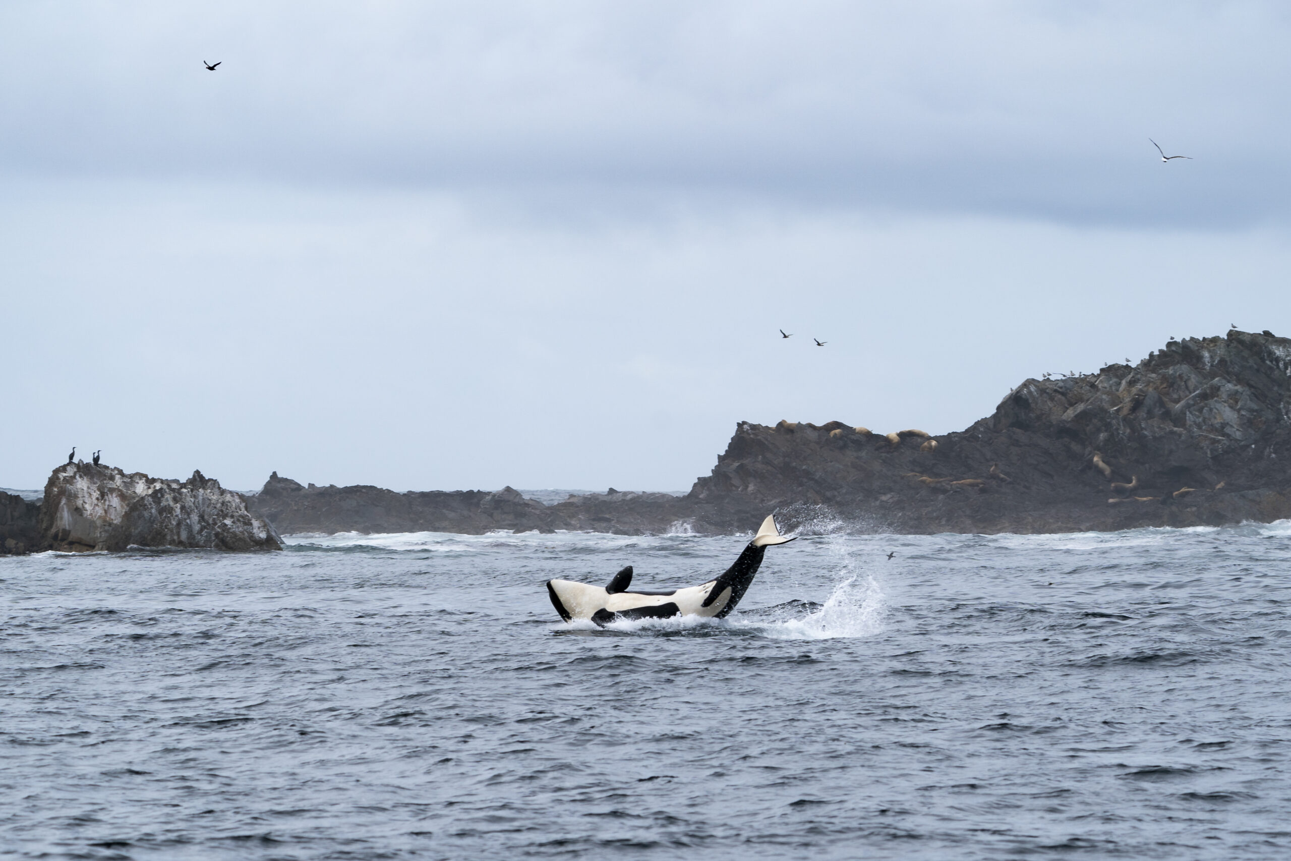 A killer whale is seen rolling and flipping its tale near the Scott Islands, an archipelago found of the northwest coast of Vancouver Island