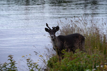 A caribou with small antlers stands in grass at the edge of the water, looking into the camera