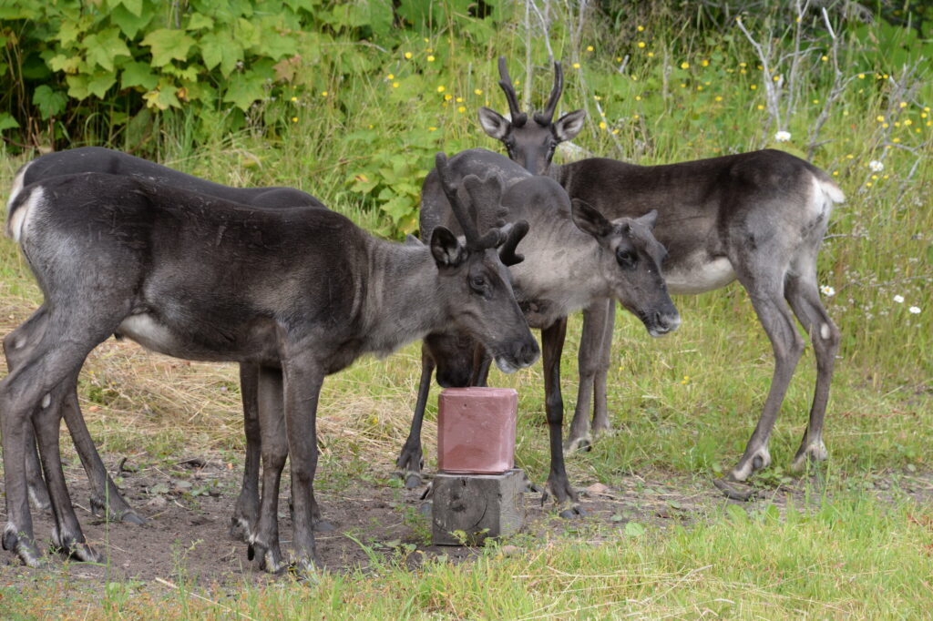 Four caribou gathered around a salt block