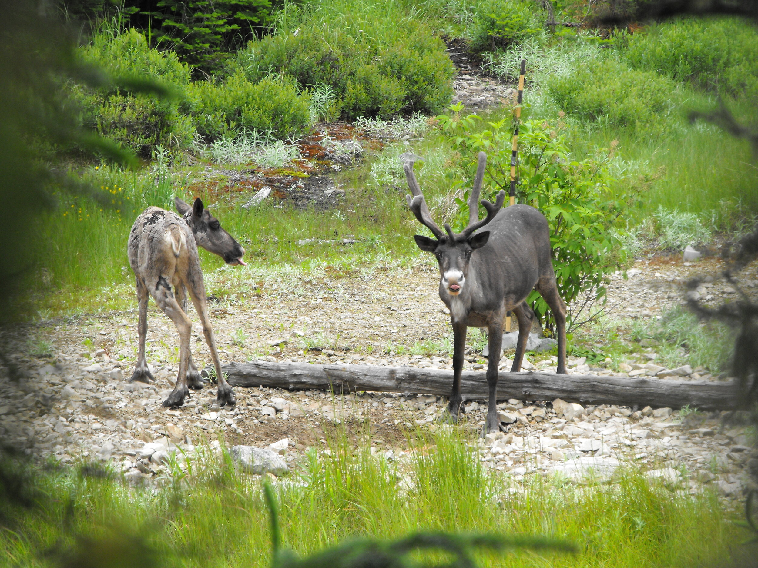 Two caribou, one with antlers and one without, stick out their tongues surrounded by greenery on the Slate Islands of Lake Superior.