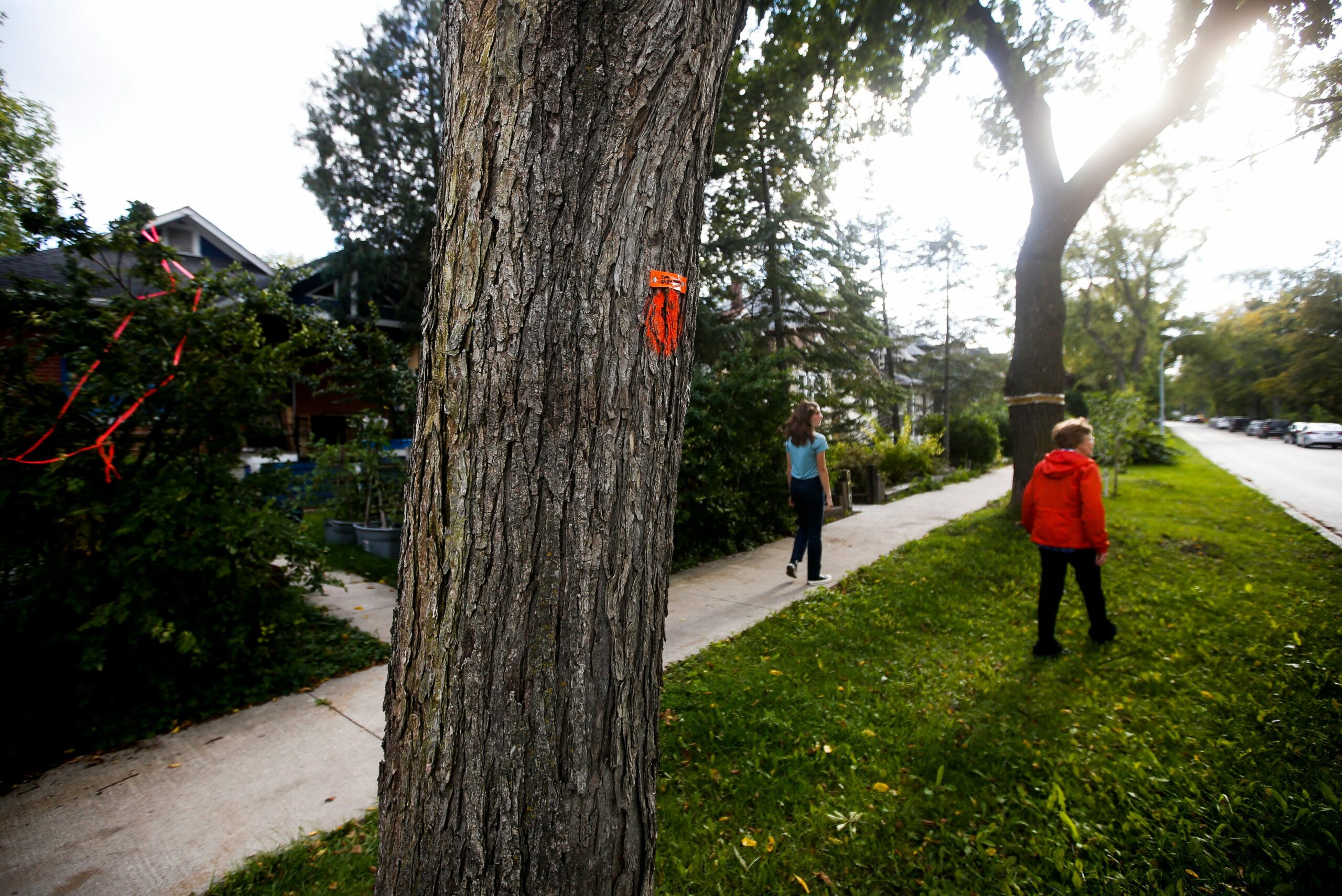 A tree trunk marked with an orange spray paint dot, indicating infection with dutch elm disease is in the foreground while two members of the Mulvey Tree group walk in the background