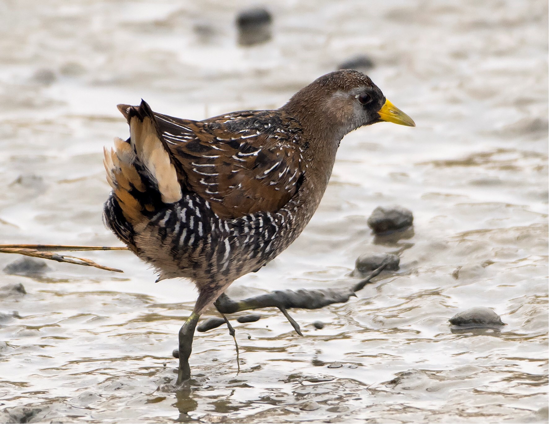 A Sora, a brown and grey bird with a yellow beak, is seen walking in shallow water