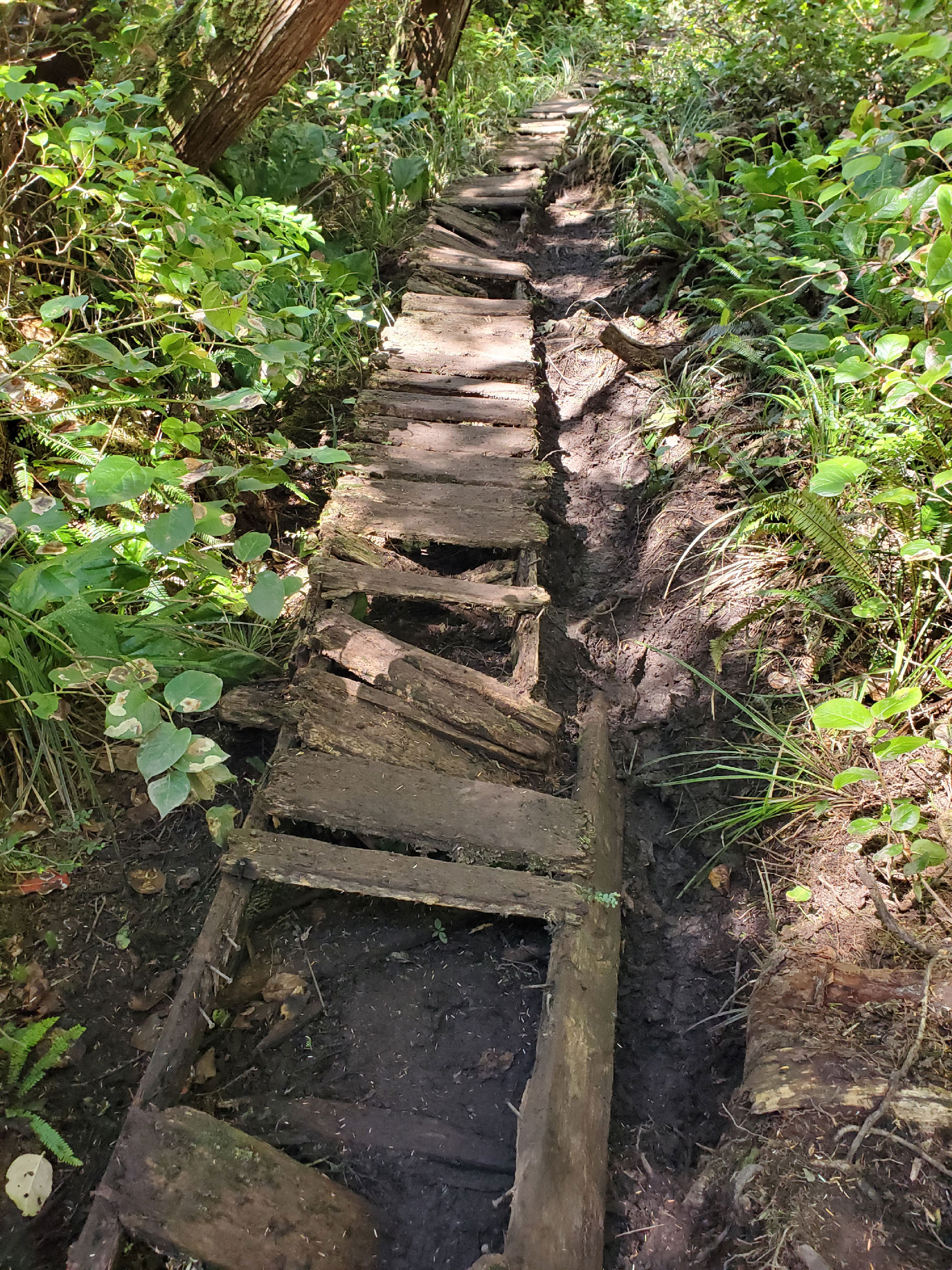 A broken and rotted boardwalk.