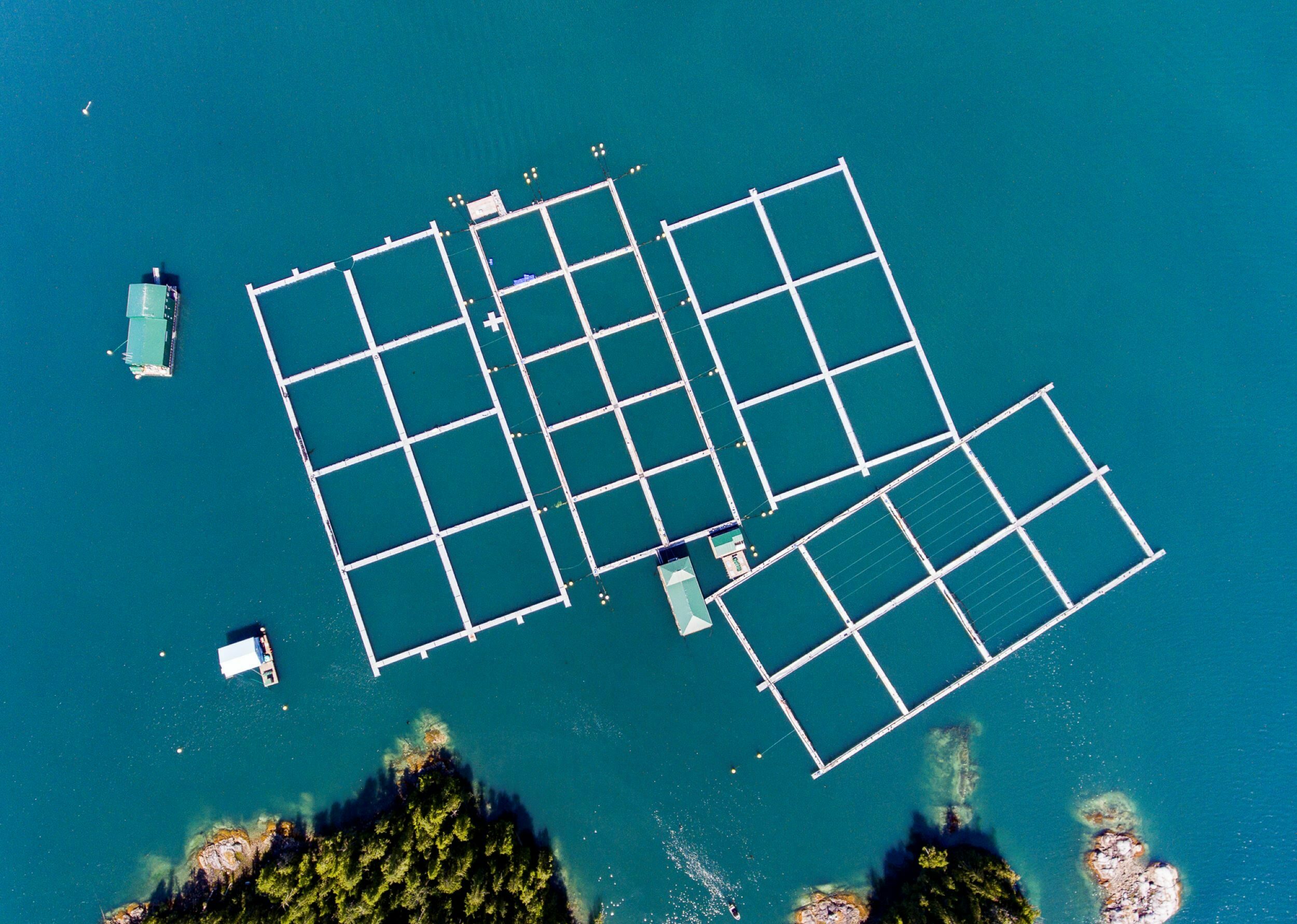 Fish farm in B.C. viewed from above, showing a series of enclosure that appear as four white grids against turquoise-blue water. Four small green-roofed buildings float nearby.