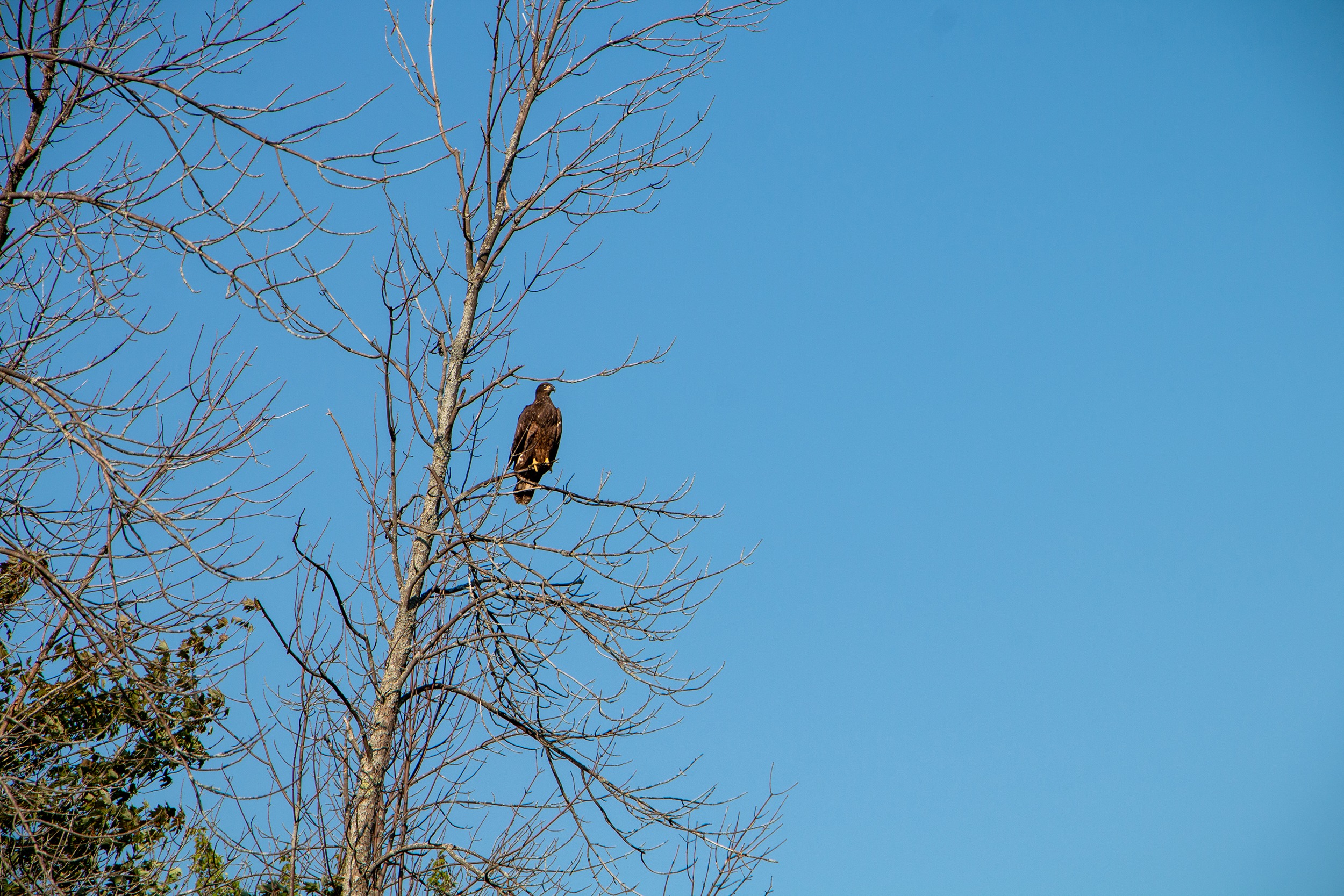 A large brown eagle perching on a tree against a blue sky
