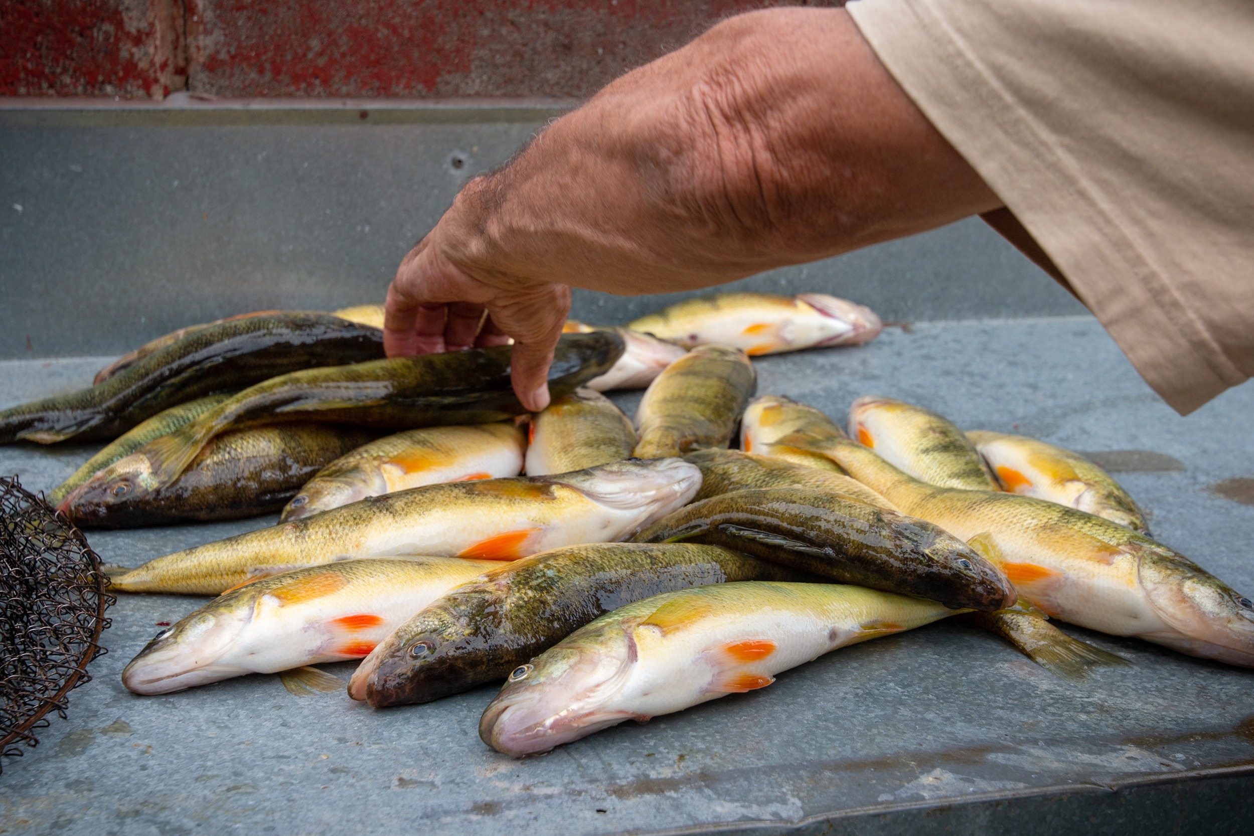 A man's hand moving one fish in a pile laid out on a table