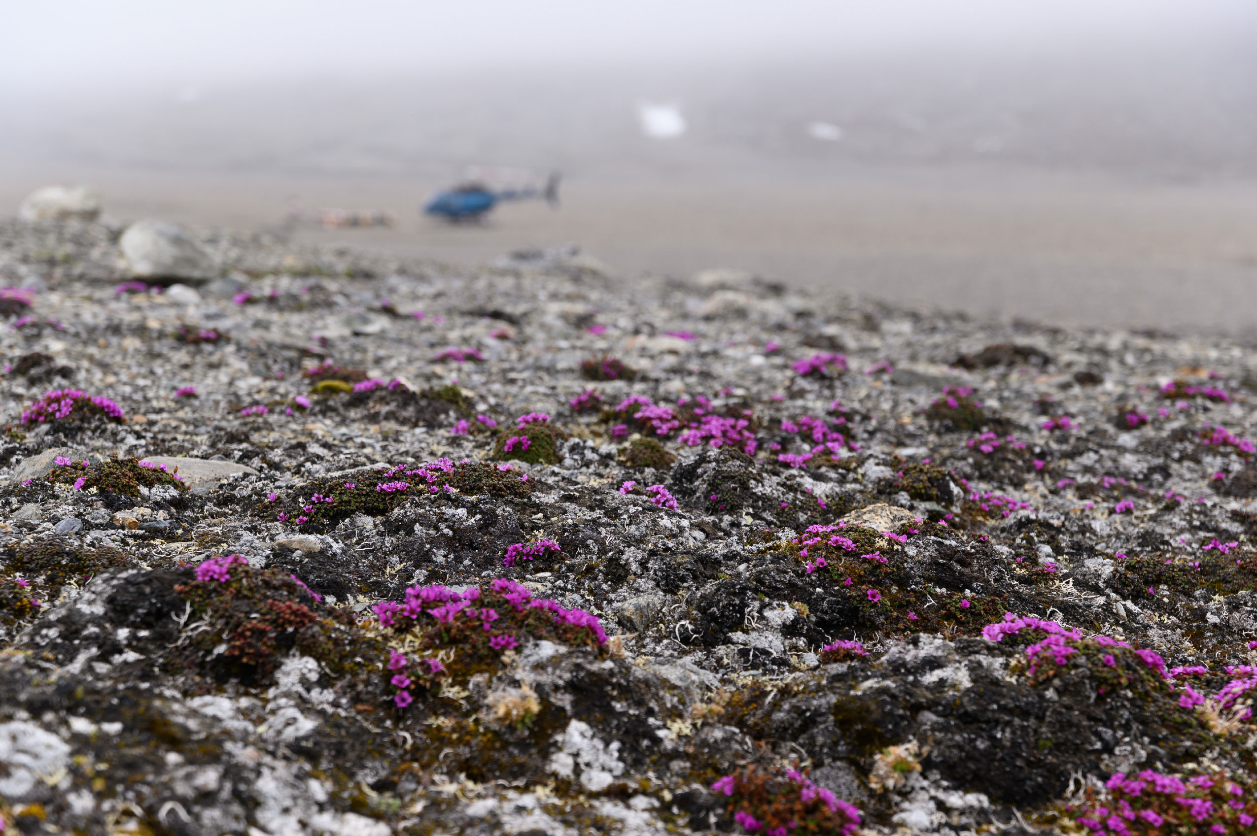 A close-up of purple saxifrage flowers in Purple Valley, a helicopter and fog are in the distance.