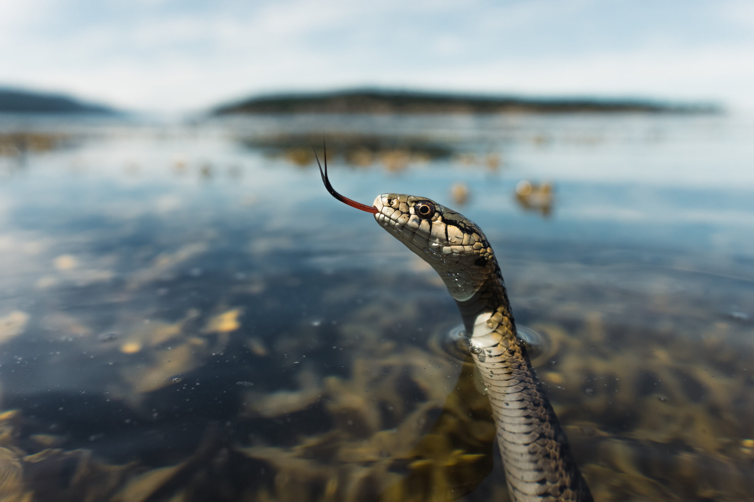 A photo of the Salish serpent snake with its head emerging from the lake and its forked tongue out