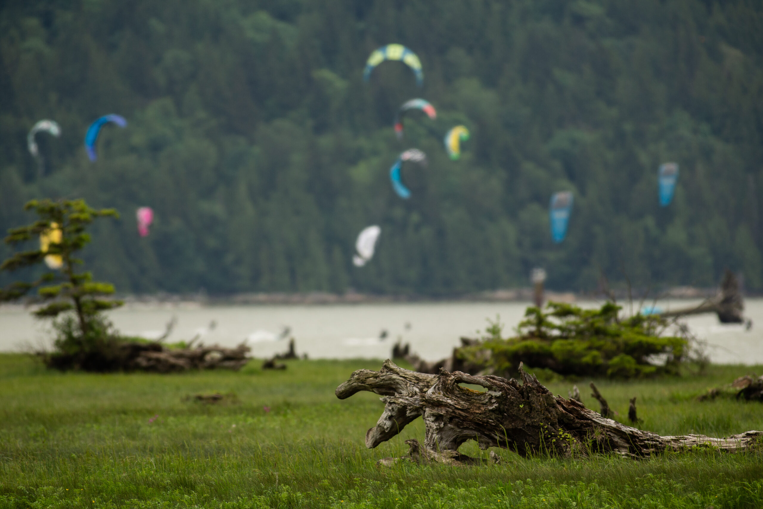 Squamish estuary: Wind surfing kites are seen on Howe Sound in the background overlooking the Squamish Estuary 