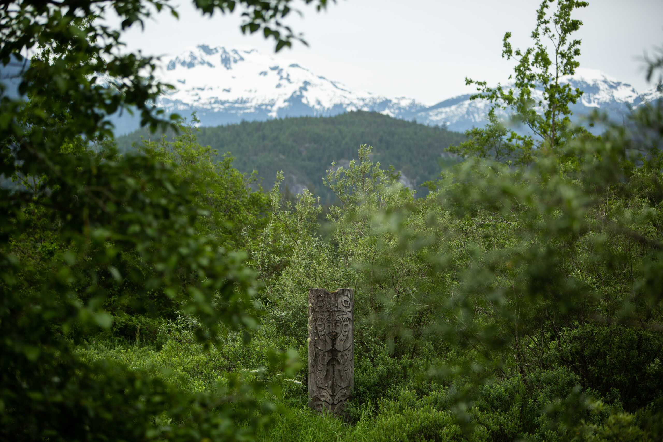 A carved totem pole in the Squamish estuary looks small as it projects out of green bushes and trees that take up most of the frame. Snow-capped mountains are in the distance.