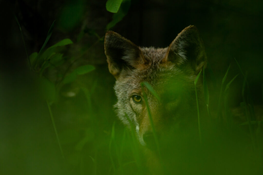 A coyote peers out of the darkness through out of focus grass in the Squamish estuary