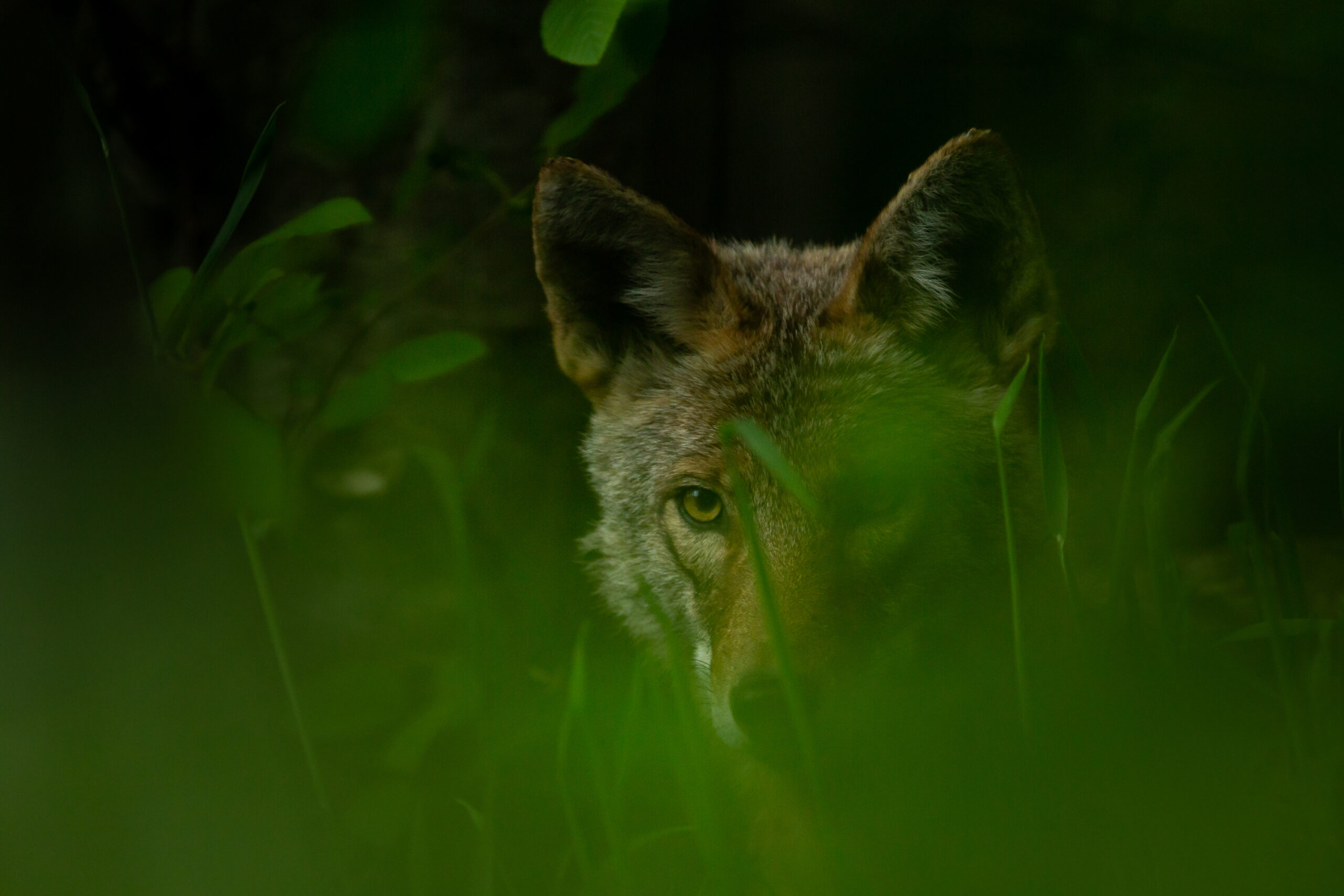 A coyote peers out of the darkness through out of focus grass in the Squamish estuary. At COP15 there will be discussions about the extinction crisis. 